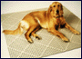 Dri-Dek tile